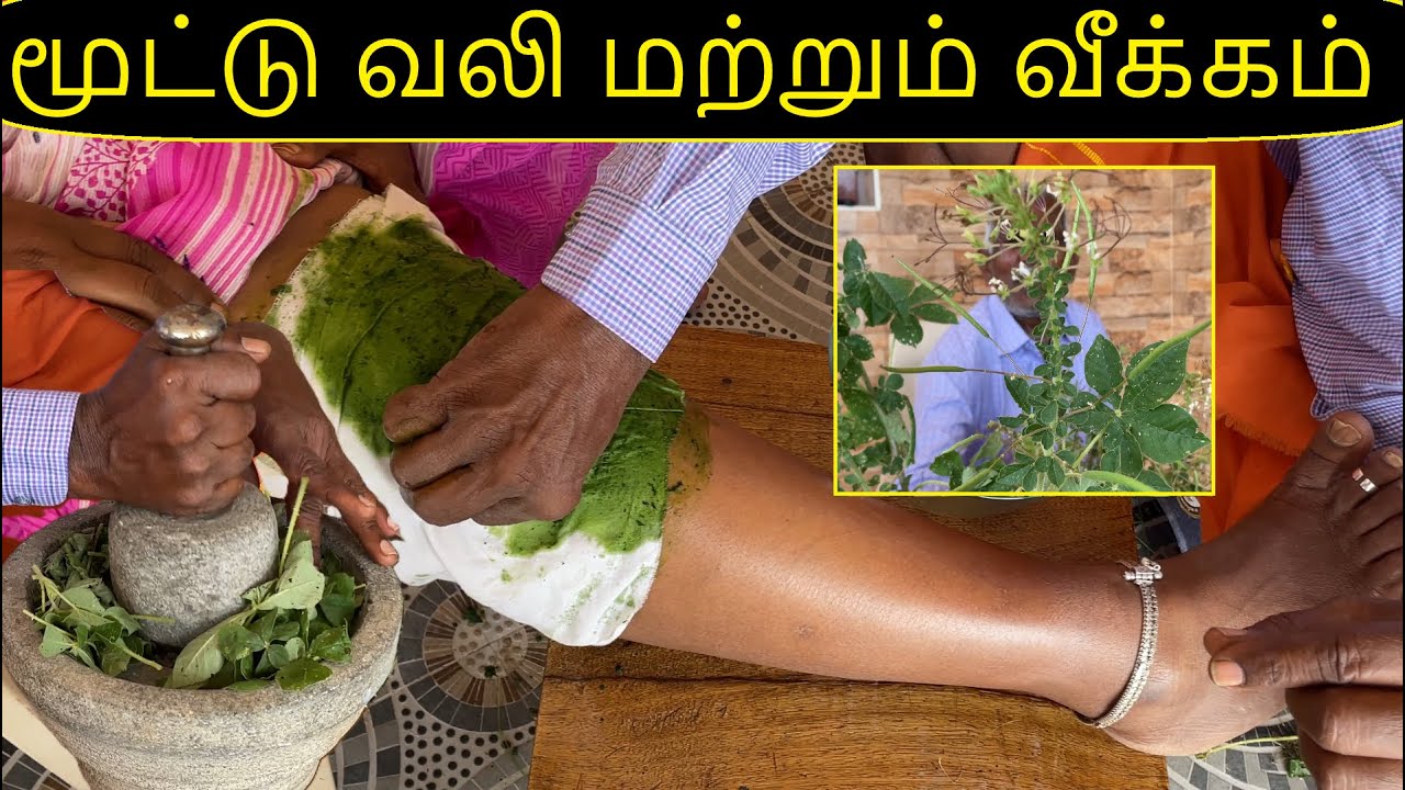 மூட்டு வலி மற்றும் வீக்கம் குணப்படுத்தும் வேளைத் தலை Nal Velai leaf