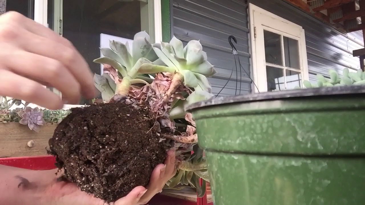 Removing Dead Leaves From Succulents