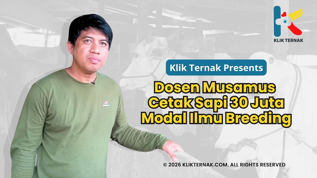 Dosen Musamus Cetak Sapi 30 Juta Modal Ilmu Breeding