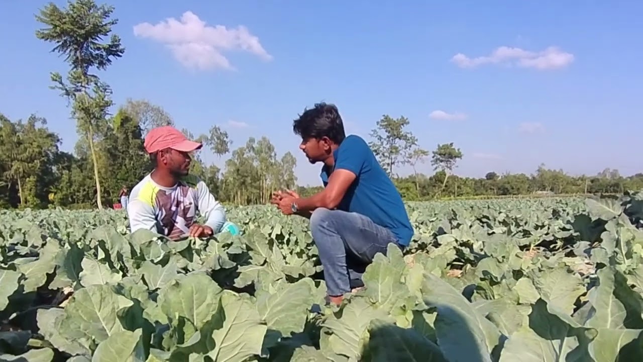 ফুলকপিঃ হোয়াইট মার্বেল বয়সঃ ৫৫ দিনগড় ওজনঃ ৮০০-১২০০ গ্রাম।আগাম ফুলকপি হিসেবে ভালো একটি জাত।