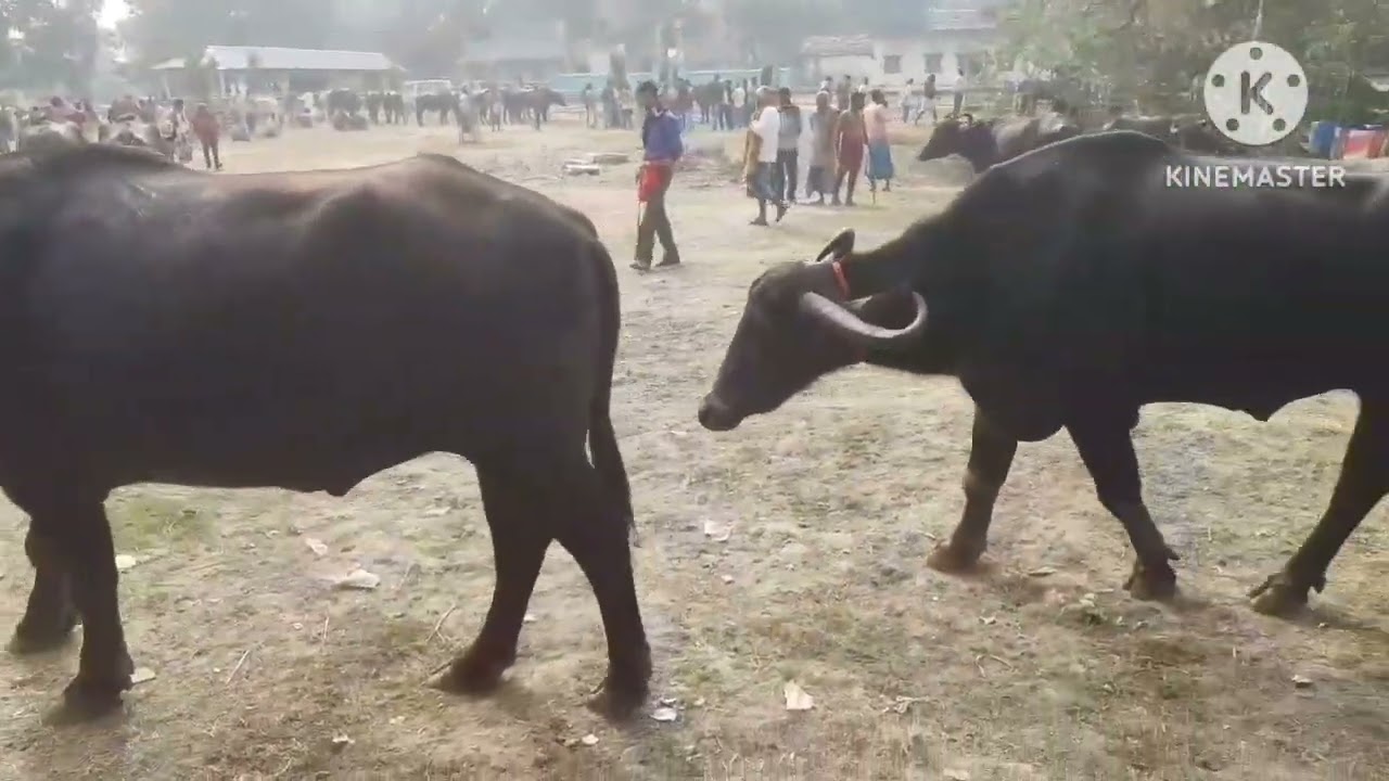 খুব সস্তায় পূর্ব বর্ধমান জেলার বিবিরহাটে দৌড় করিয়ে বিক্রি হলো মহিষ//Cow and Buffalo market.