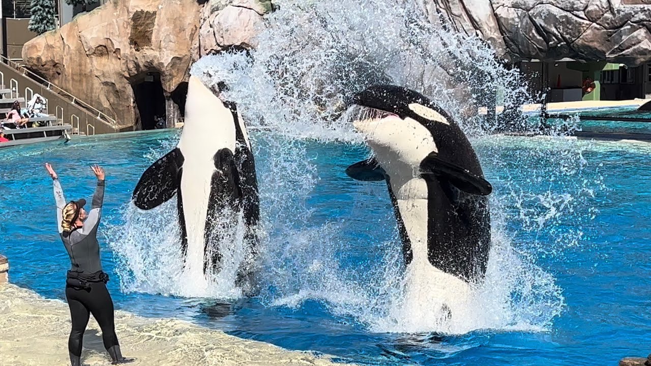 Встреча с косаткой в ​​формате 4K (полное шоу) в SeaWorld San Diego, 27 октября 2024 г.