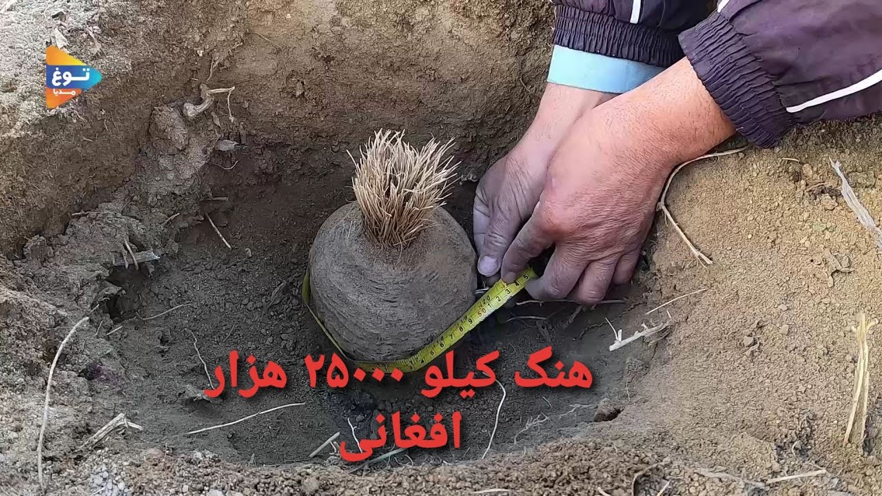 هنگ در جاغوری کیلو ۲۵۰۰۰ هزار افغانی