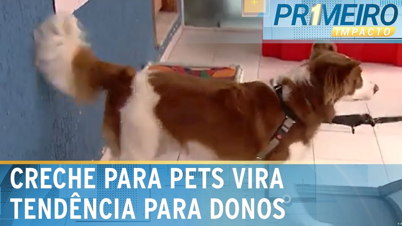 Aumenta procura por creches para animais | Primeiro Impacto (23/01/24)