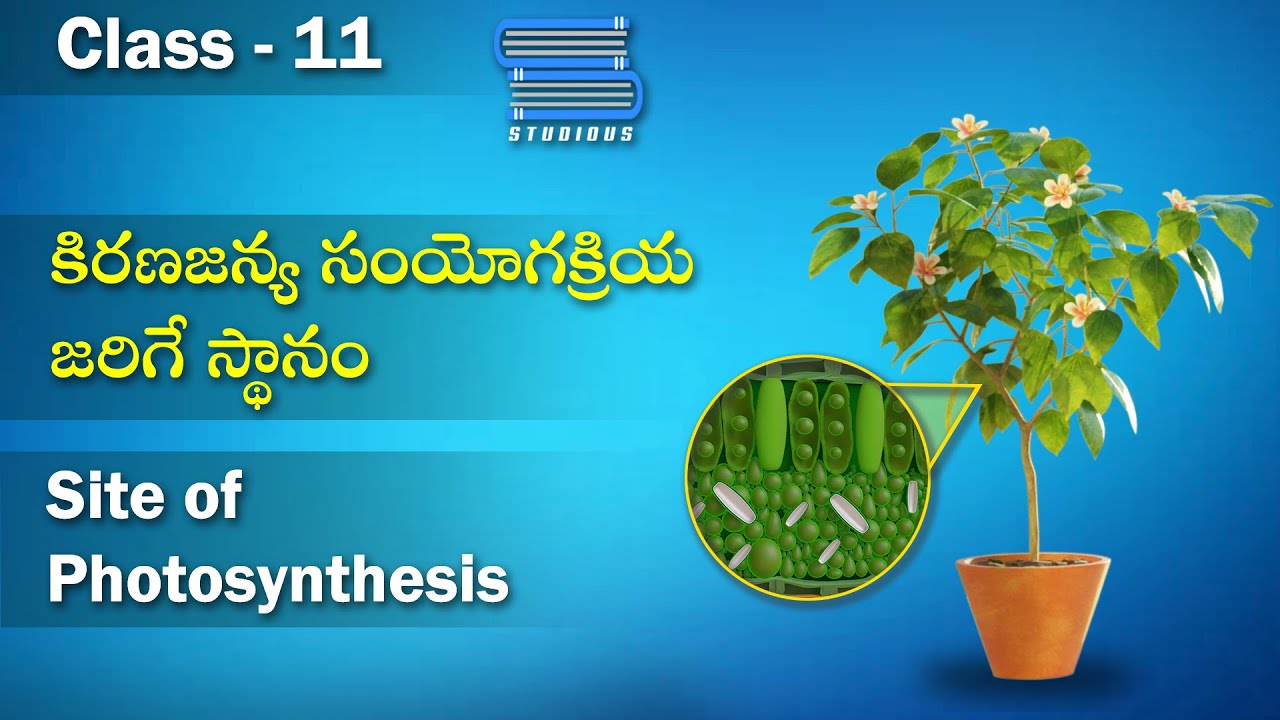 కిరణజన్య సంయోగ క్రియ జరిగే స్థానం - Site of Photosynthesis | Biology 11 | Telugu | Class 11 | Bipc