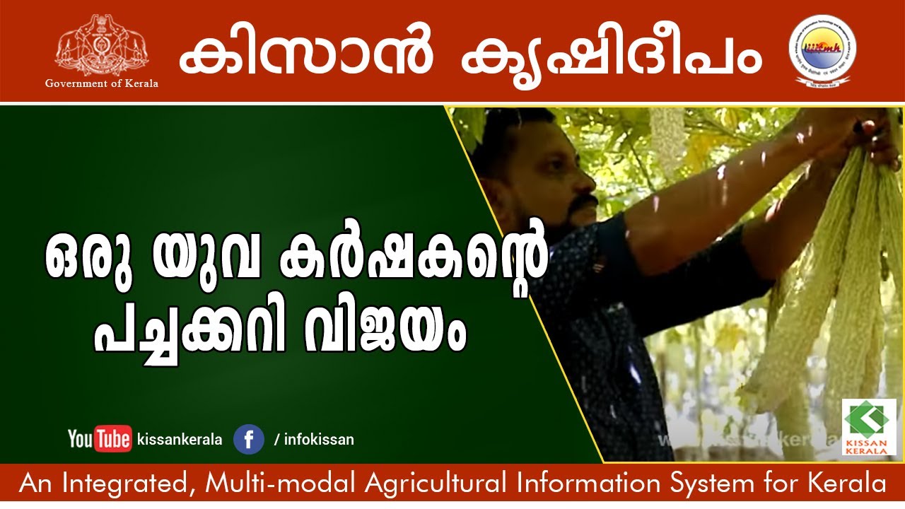 vegetable cultivation - success story of young farmer - Sebastian, Perumbavoor