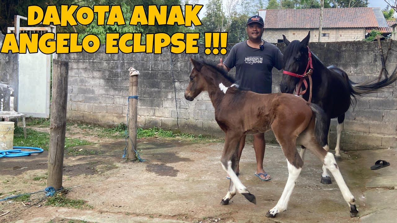 LAHIR MENJELANG INDONESIAN DERBY 2025 INI DIA DAKOTA ANAKAN KUDA DARI ANGELO ECLIPSE DAN LAILA