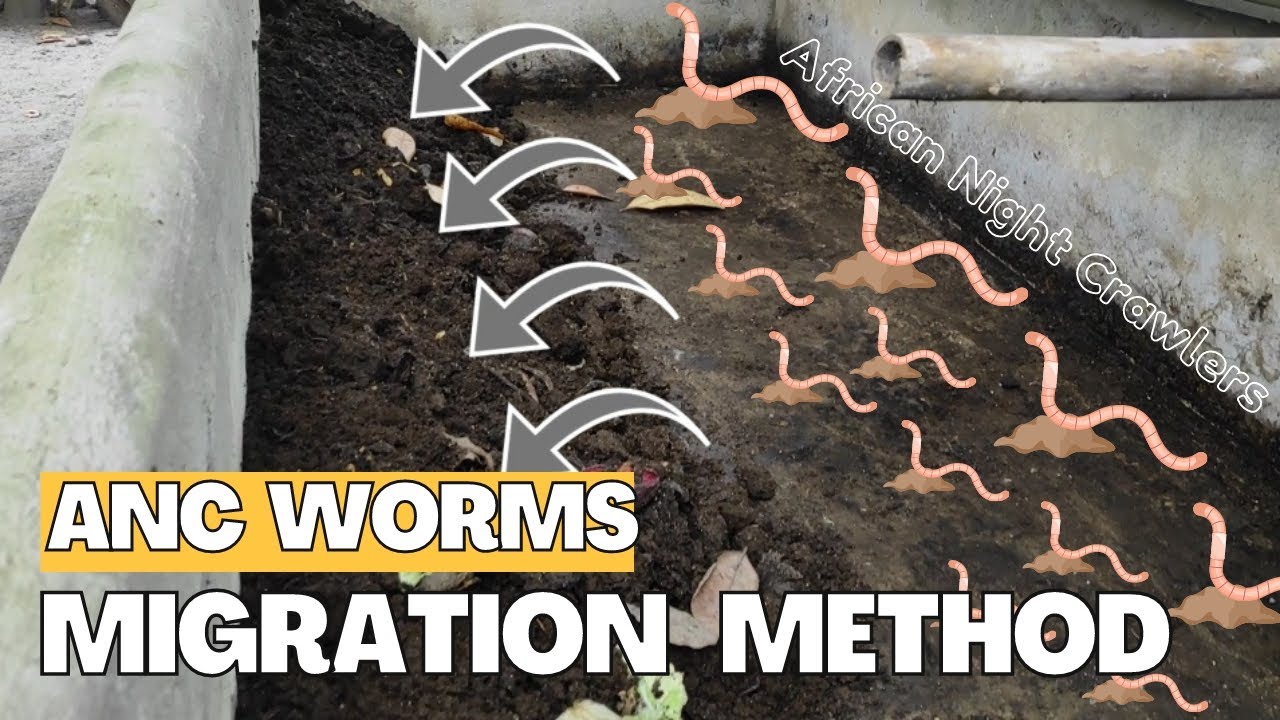 African Night Crawlers Migration Method | Vermicast, Vermicompost