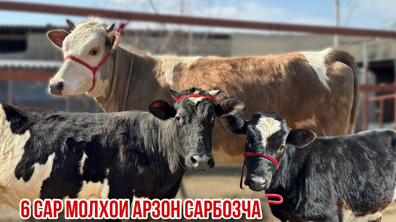 Гуночинои чорное пестрие гибрид моли буғуз арзон Сарбозча 6 марта 2026 г.