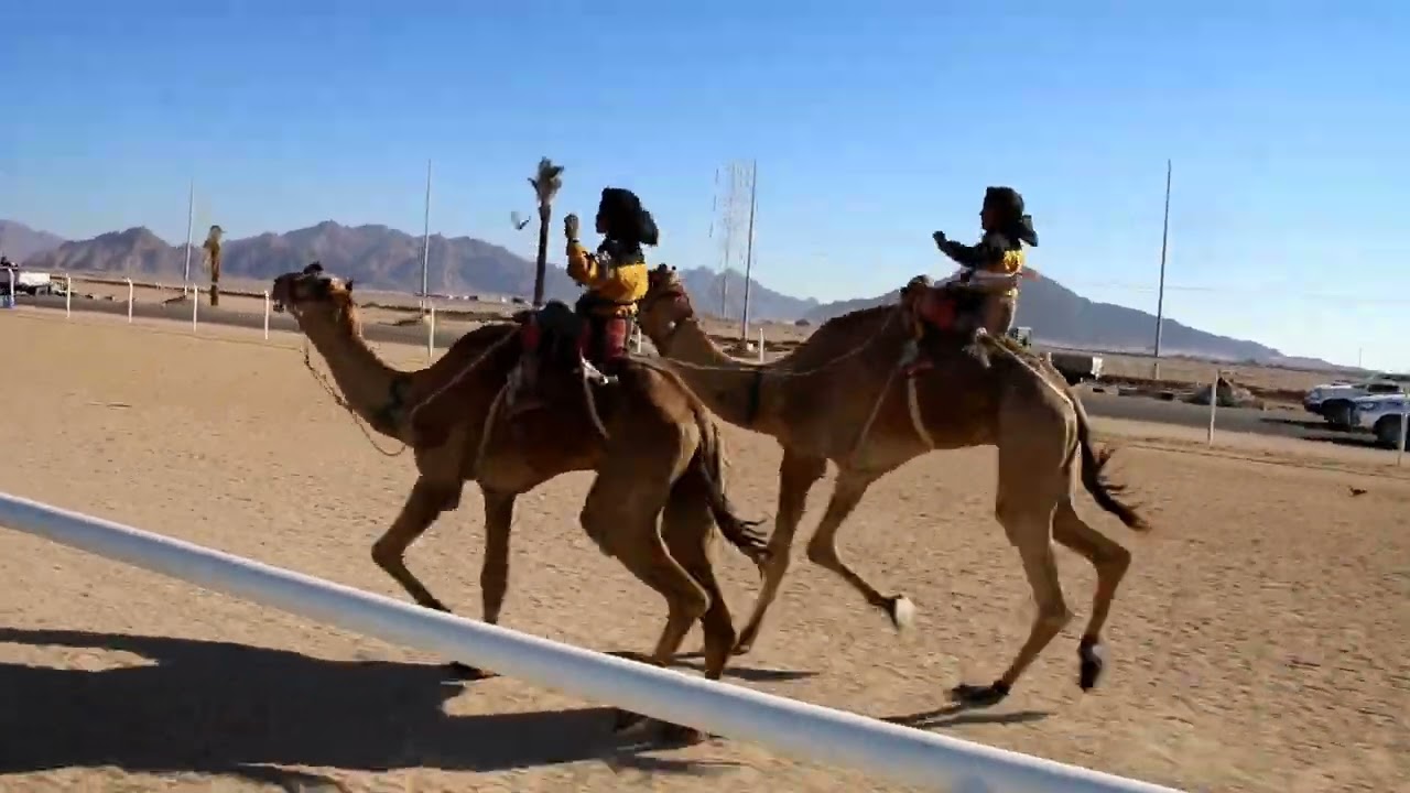 عليجان يحقق الفوز ل راعيه محمد عويد ابو جمعه  المزيني ألف ألف مبروك الفوز والناموس