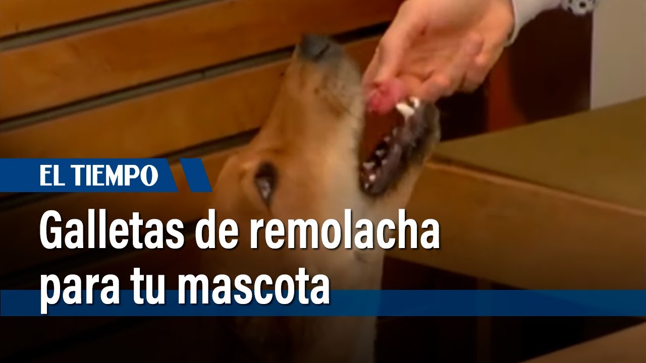 Receta para tu mascota: Galletas de remolacha y consom&eacute; de pollo | El Tiempo
