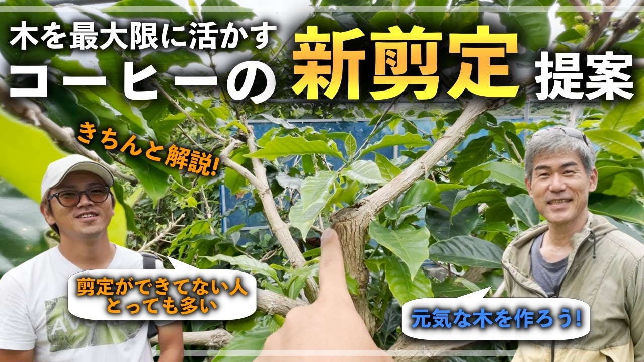 【初心者必見】コーヒーの新剪定方法！カットバックが全てではない！病気に強く木が元気になる切り方や考え方，品種による剪定方法の違いなども！