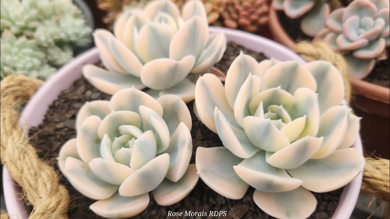Suculentas variegatas, lindas com necessidades especiais,  dicas de adaptação e cultivo.