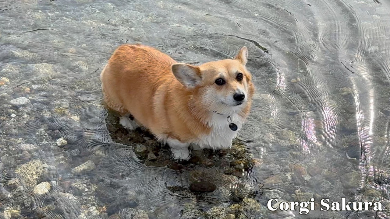 穏やかな川の流れに浸かるコーギー / Corgi in the gentle current.