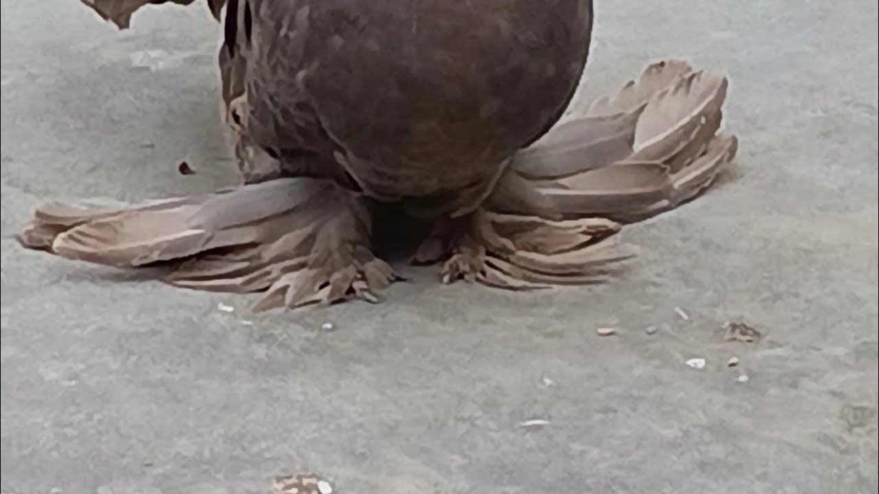 Fancy pigeon for sale in Darbhanga Bihar phone no.8538986512 (lakkha _siraji_ King-pigeon for sale)