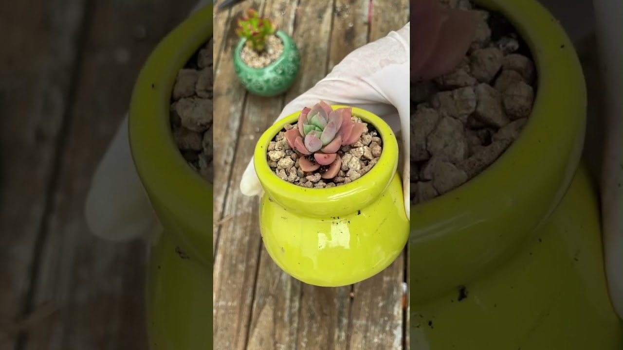 Repotting succulents- Thay chậu sen đá #senda #succulent #plants 