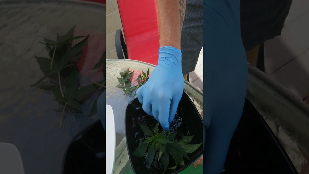 HOW TO CUT AND STERILIZE CANNABIS CLONES #CANNABIS #CLONES