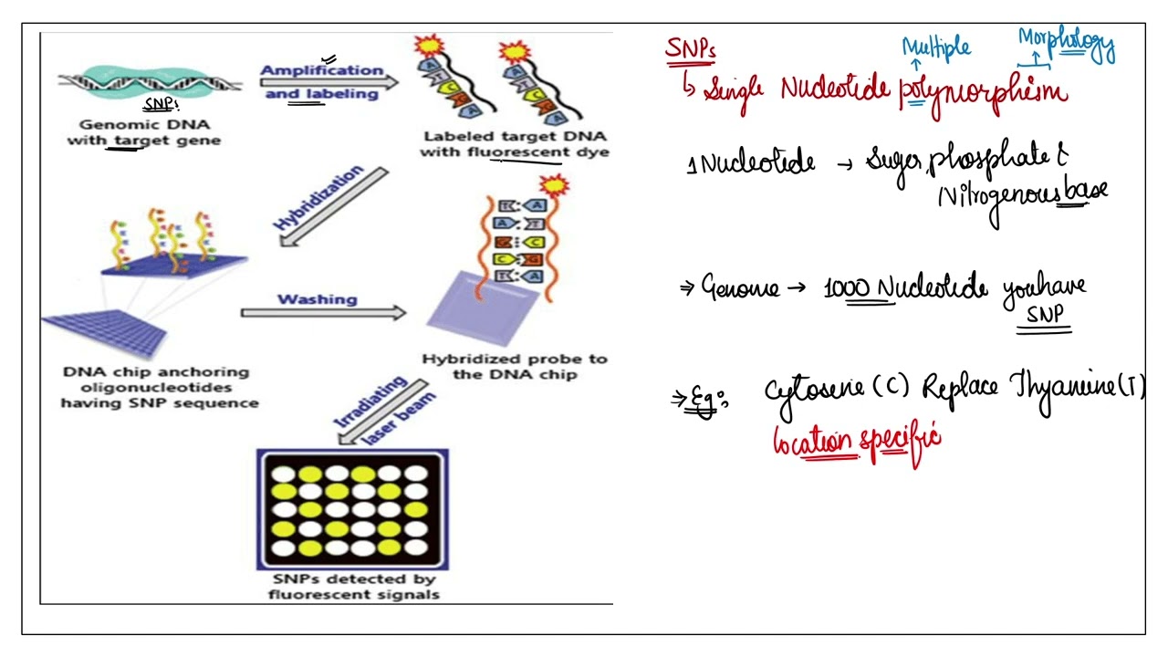FACT & FACT PLUS || Biological Sciences II Single Nucleotide Polymorphism || IMPORTANT TOPIC FACT