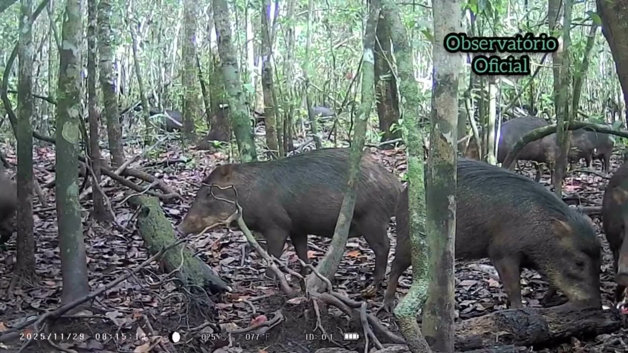 Não dá pra acreditar, Veja as imagens da camera no carreiro 