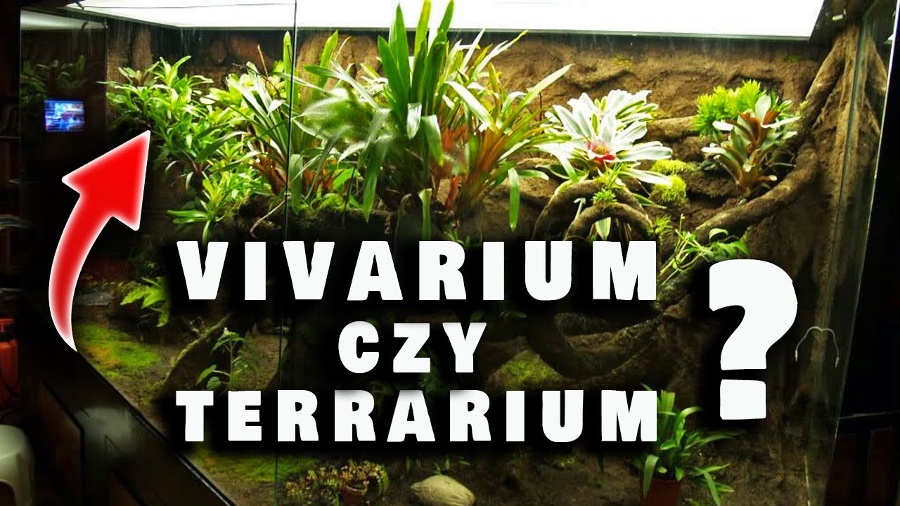 VIVARIUM / TERRARIUM - co to jest i jaka jest r&oacute;żnica ?