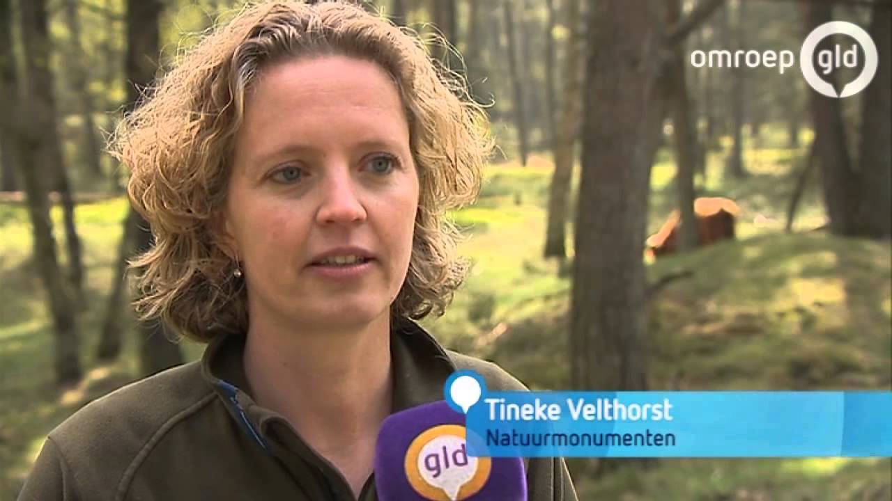 Woeste Schotse Hooglander neemt vrouw uit Velp op de horens