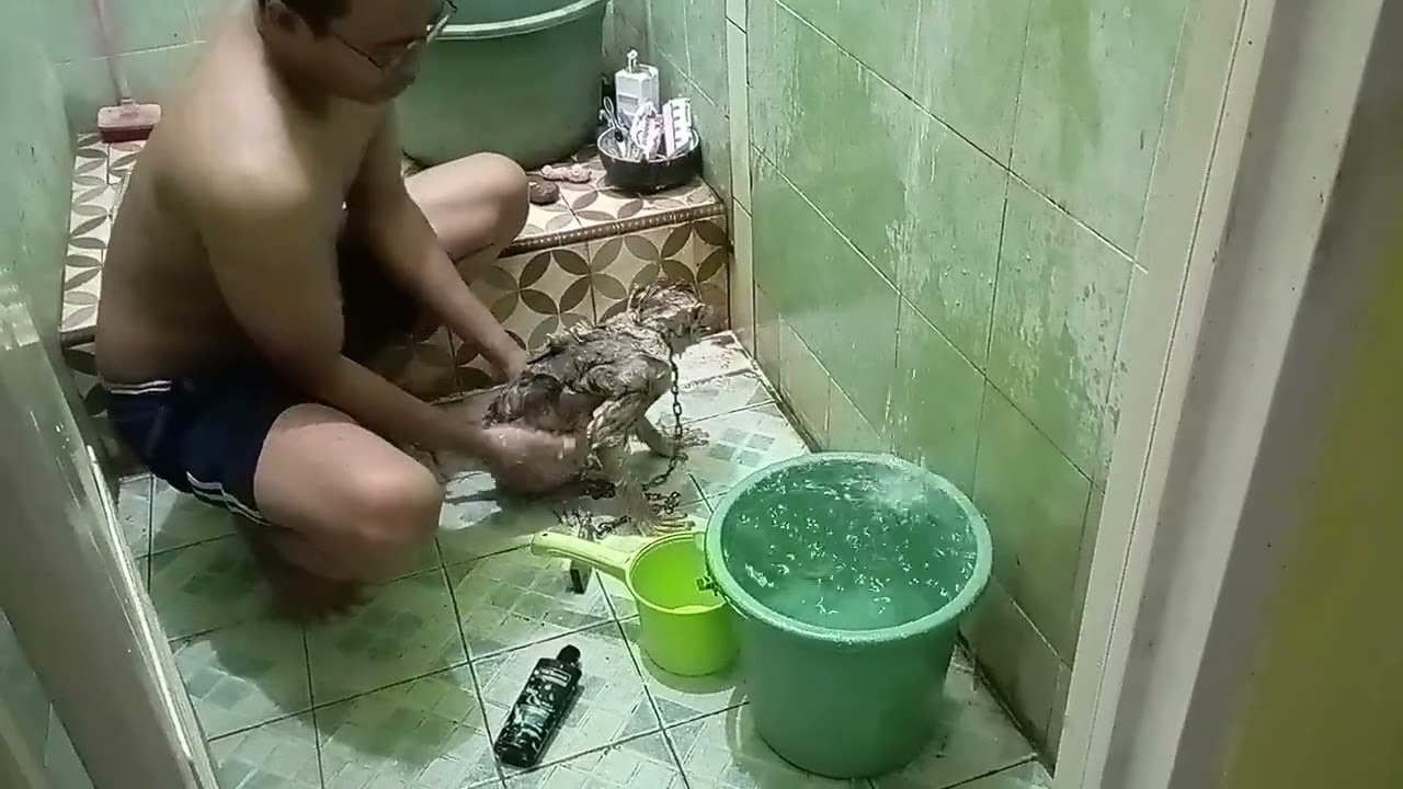 CARA MEMANDIKAN MONYET / BERUK LIAR #funnymonkey #monpai #funnyvideo #animals #beruklucu #monkey