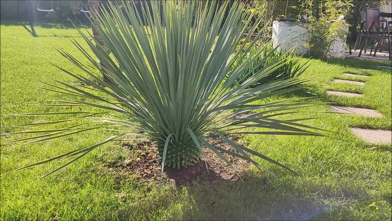 Rostrata, Gloriosa i Trachycarpus Fortunei, ostre cięcie.