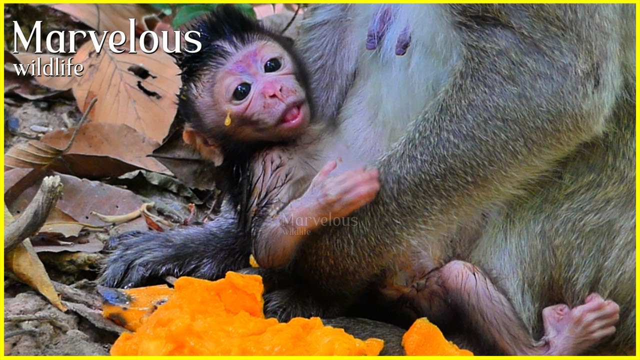 Sweet baby Jiva...! Brilliant young Jazzy brings her baby to meet other families to adapt to livee