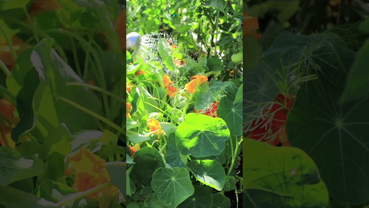 Living Mulch Improves Your Garden & Soil