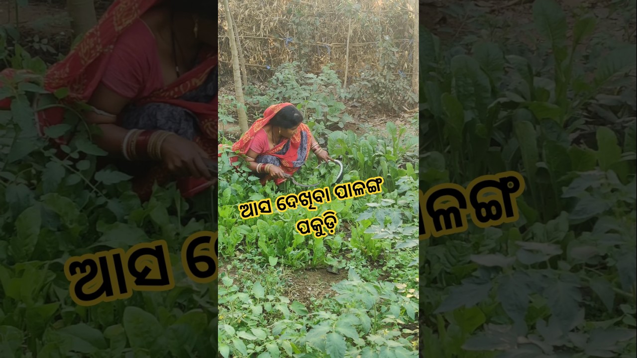 ଆସ ଦେଖିବା ପାଳଙ୍ଗ ପକୁଡ଼ି 🥰🤭#shortvideo #minivlog #odiavolg #ytshorts #villagevlog
