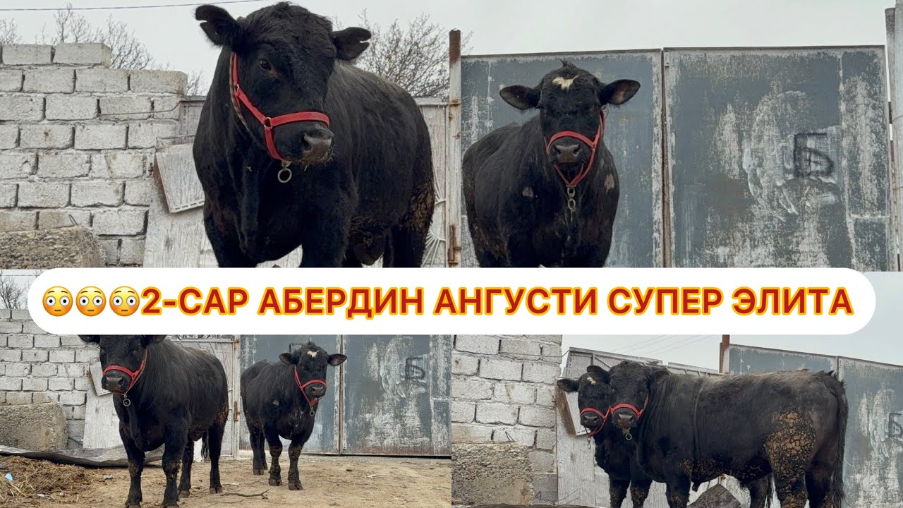 😱😱😱АБЕРДИН АНГУСТИ ТОЗА ЭЛИТА ФАКАТ УСПЕТ КУНЕД ХАМАГИ 2-САР ХАЛОС 