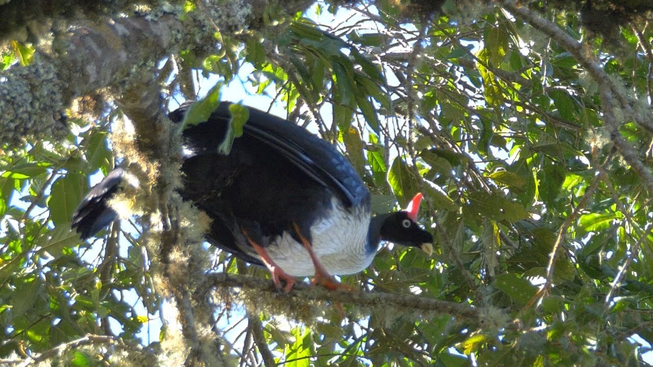 Horned Guan and its Call