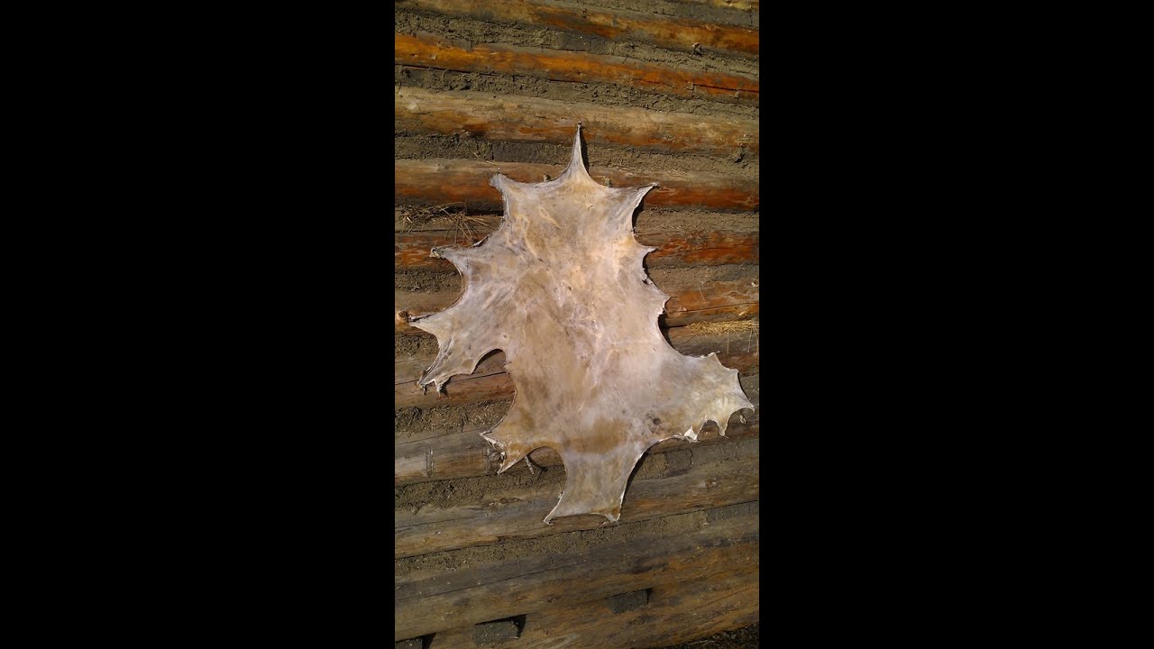 Making Rawhide Primitive Bow String  Part 1