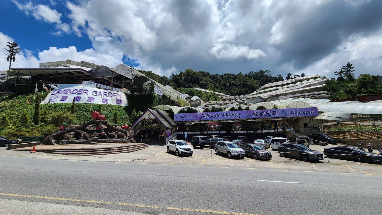 Lavender Garden (Cameron Lavender) Tringkap Cameron Highlands Pahang