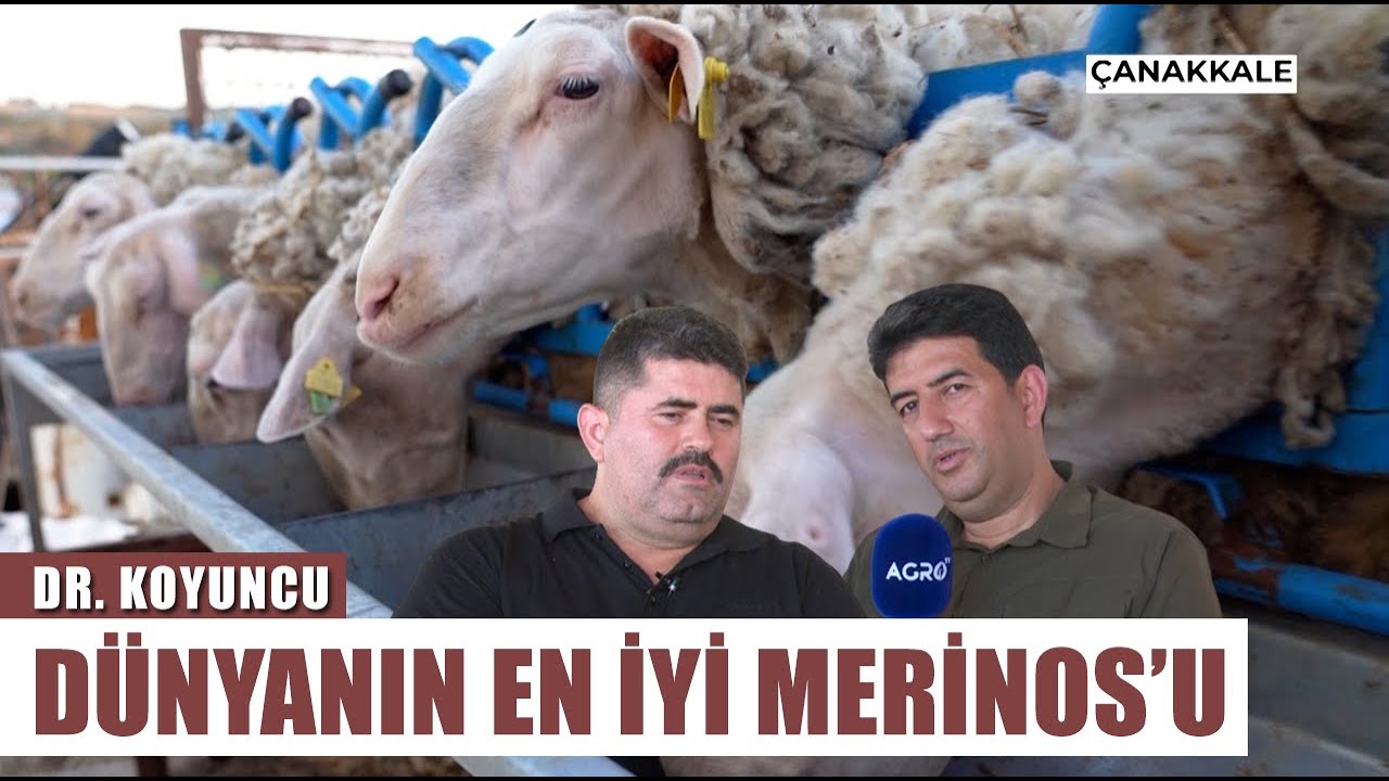 Doğu Friz Koyunu Mu Tahirova Mı? Süt Koyunu Nasıl Beslenir? | Dr. Koyuncu