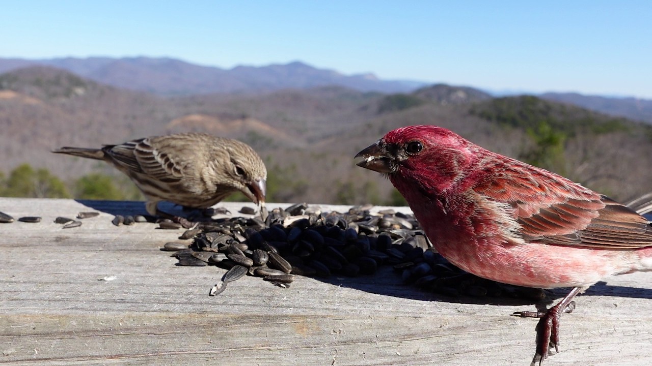 Extreme Close Up of South Carolina Birds