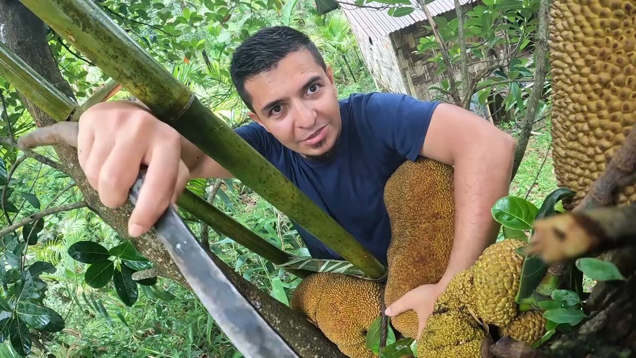 My Husband Impressed Dad by Climbing Jackfruit Tree 👀 #sohphan