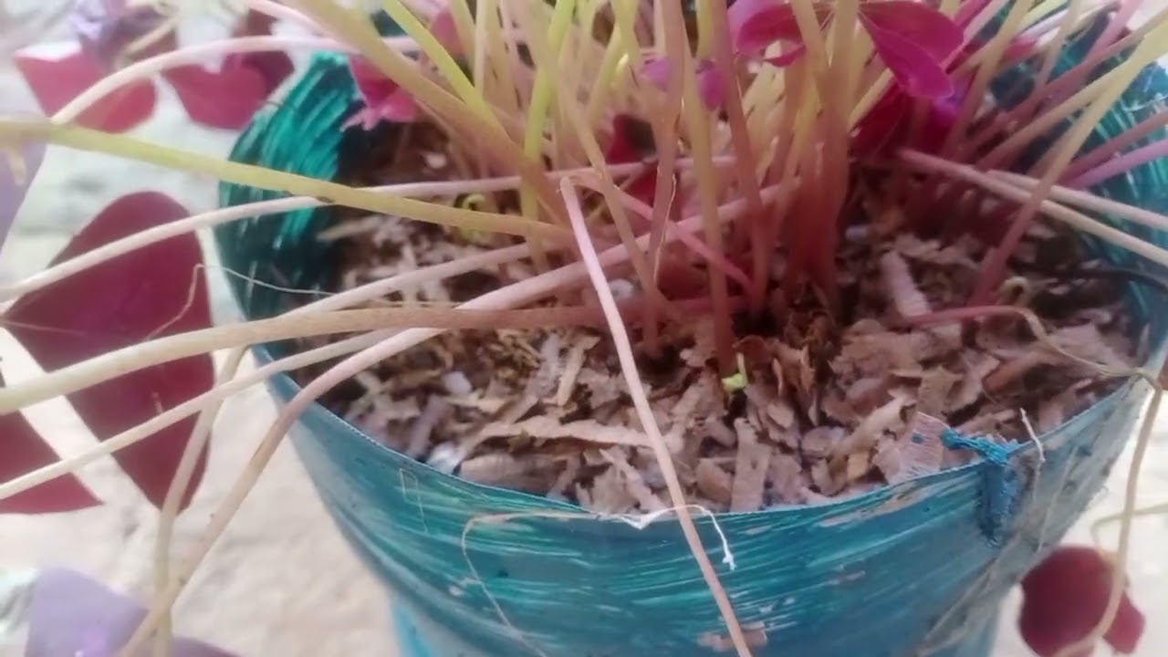 Myplants Oxalis triangularis