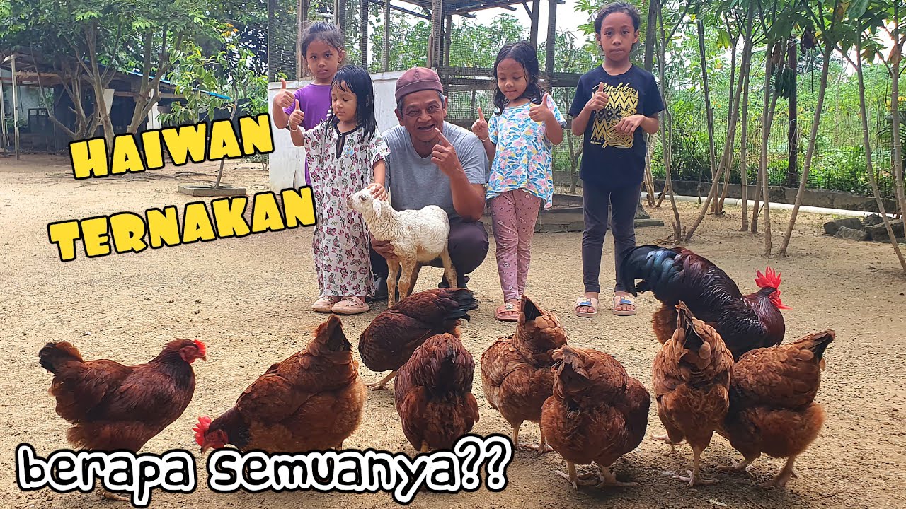 ✅️ HAIWAN TERNAKAN KELILING RUMAH. PASTI ADA YANG ANDA SUKA. VERSI 2024