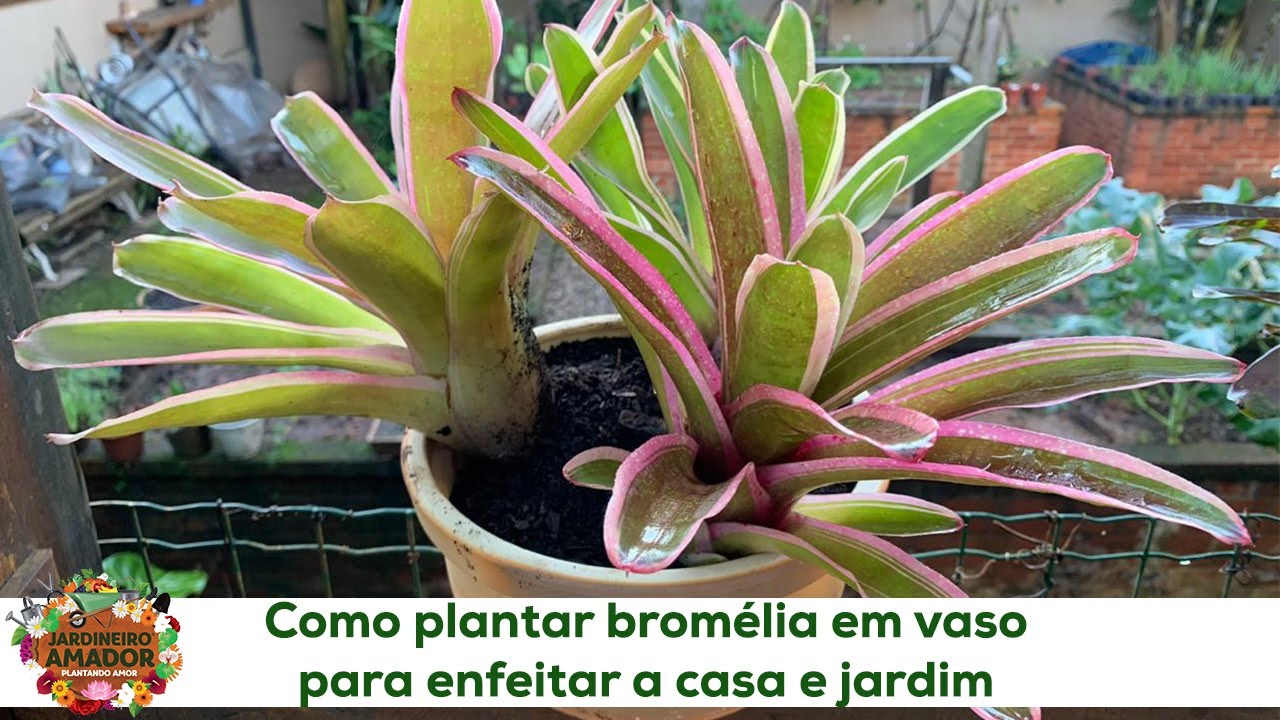 Bromélia em Vaso | Como Cultivar na Sua Casa e Jardim