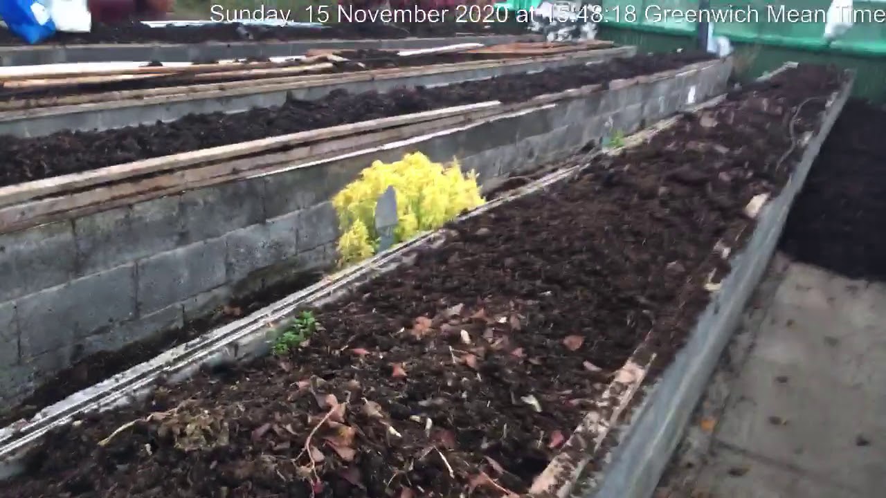 Giant onion update, onto the lights.