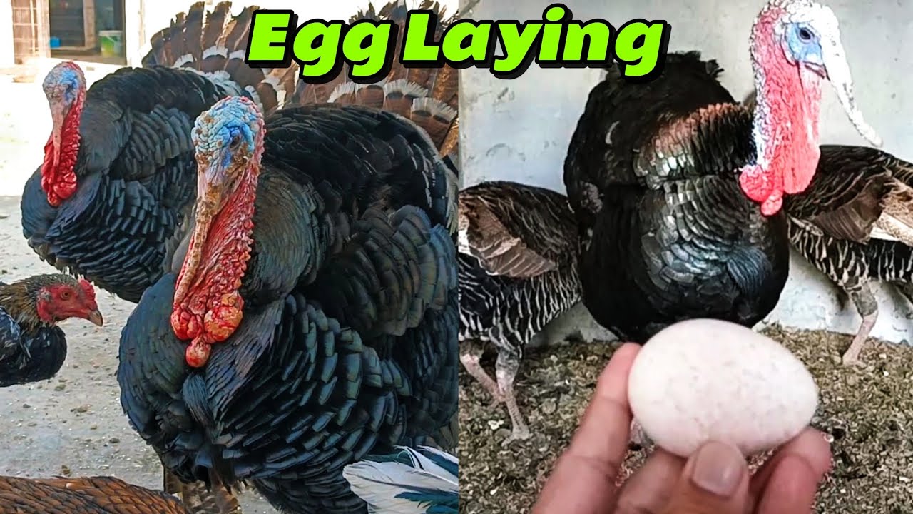 Egg laying turkey Birds 8 month age turkey Birds 