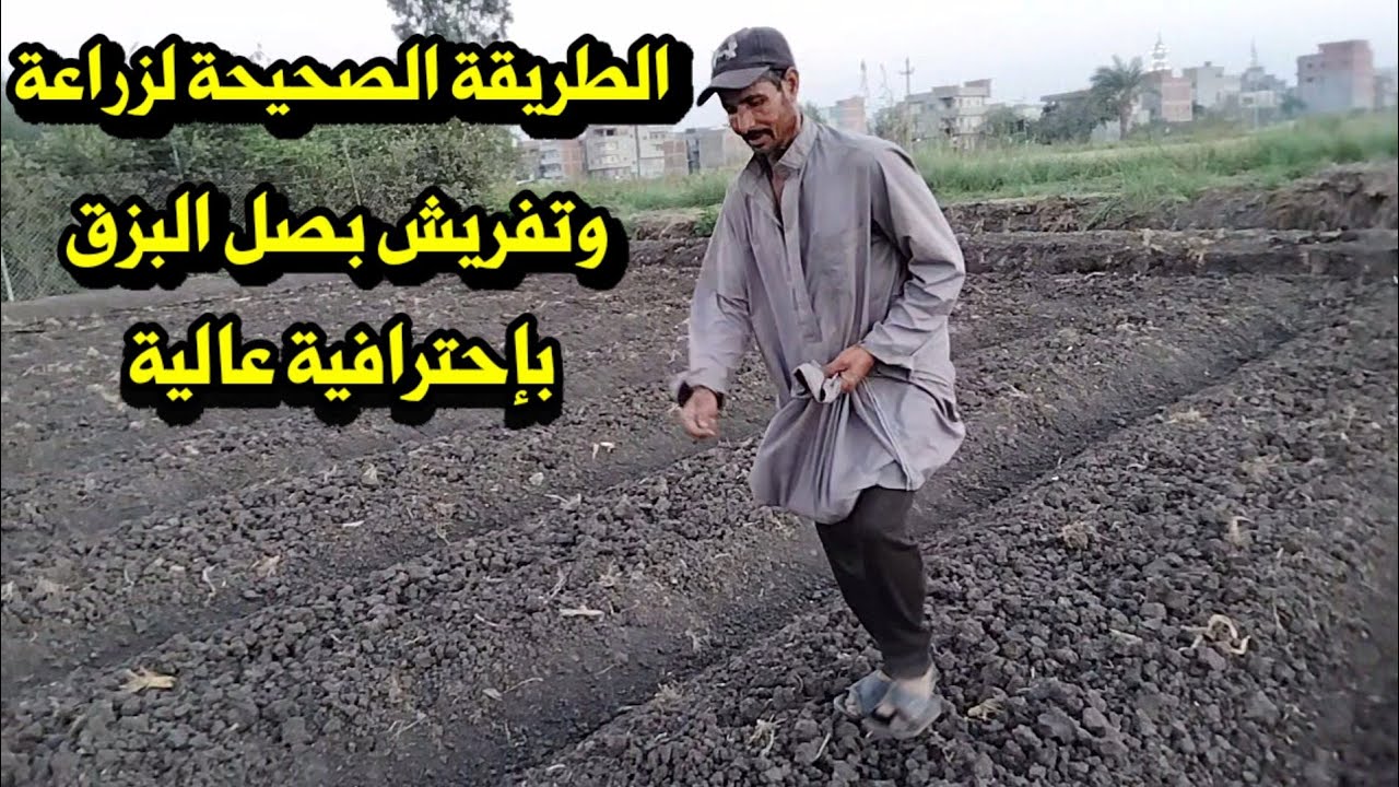الطريقة الصحيحة لزراعة وتفريش بصل البزق معلومات فى غاية الأهمية