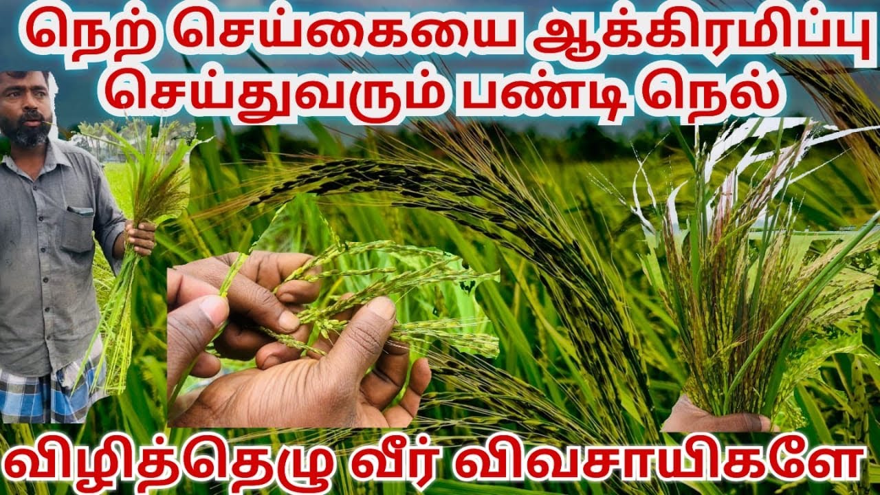 நெற்செய்கையில் பாரிய சவாலை கொடுக்கும் பண்டி நெல் காட்டு நெல்/ The Challenging weedy rice 