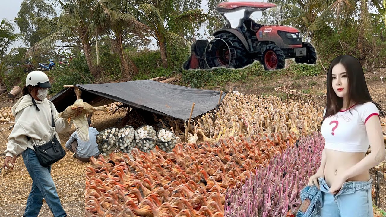 The duck farmer collects the eggs, catches the ducks and drives them down to the fields.