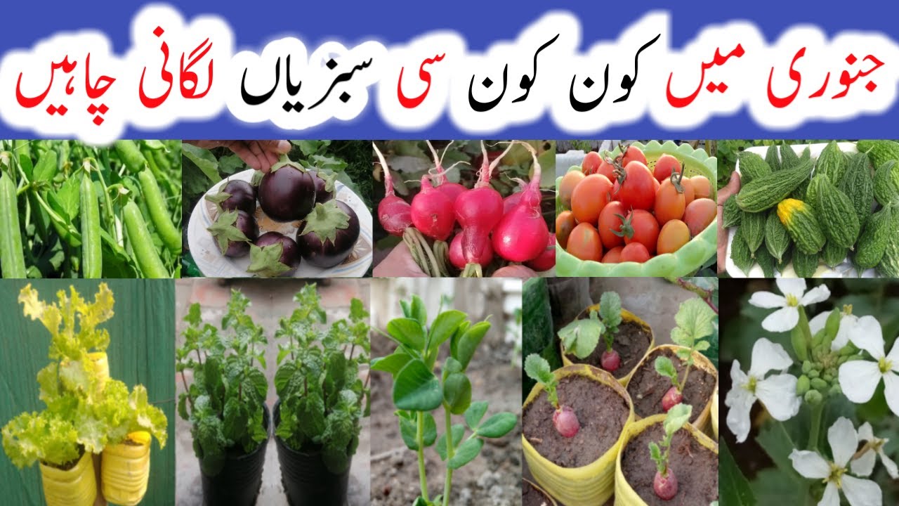 January me konsi sabji lagaye|January me lagne wali sabjiyan|January vegetables to grow at home|urdu