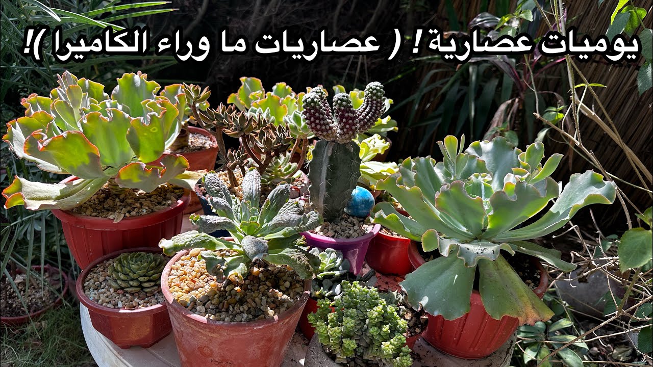 يوميات عصارية سبتمبر ٢٠٢٣ . ما افعله لتزدهر عصارياتى خلف الكواليس ! جولة فى حديقتى العصارية