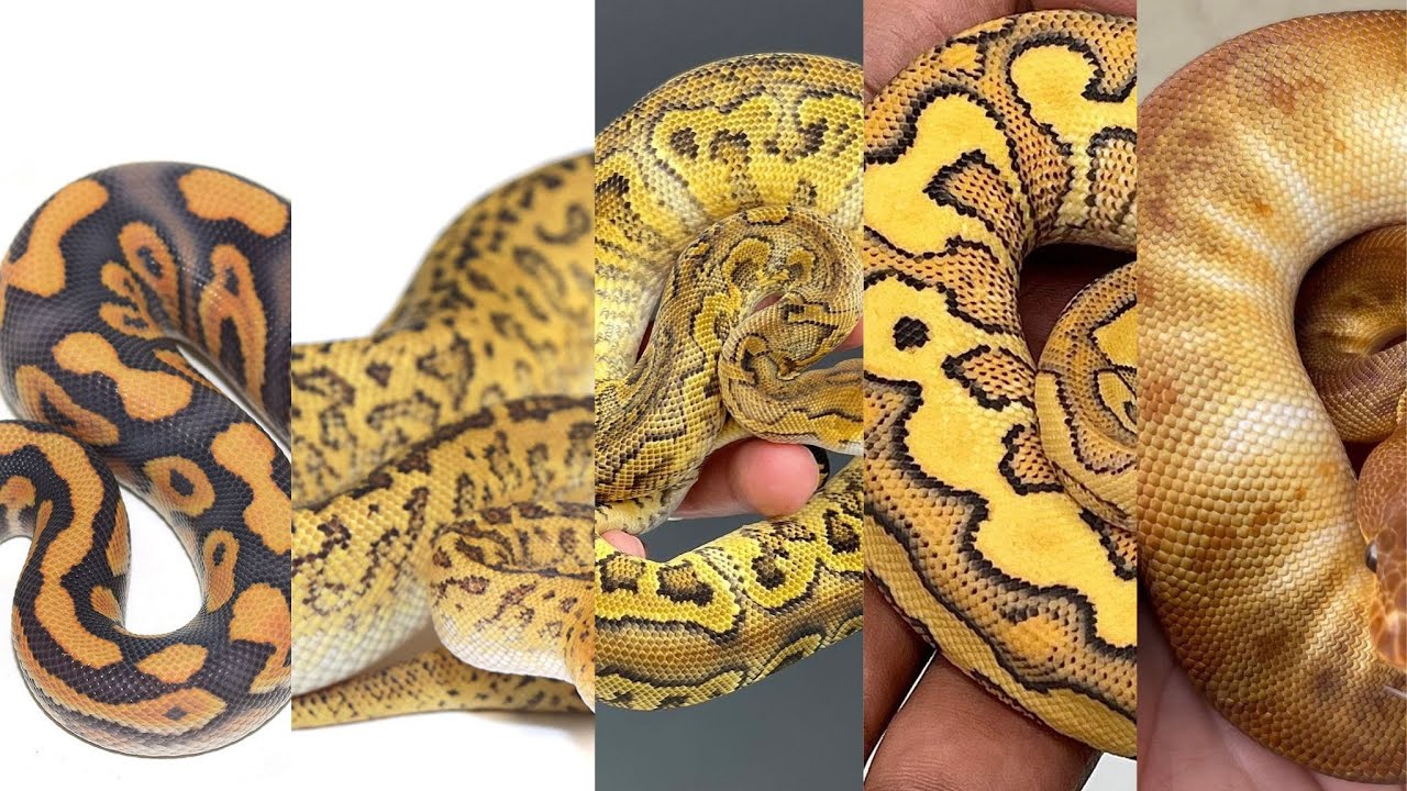 TOP 10 New Double Recessive Ball Pyhton Morphs!!