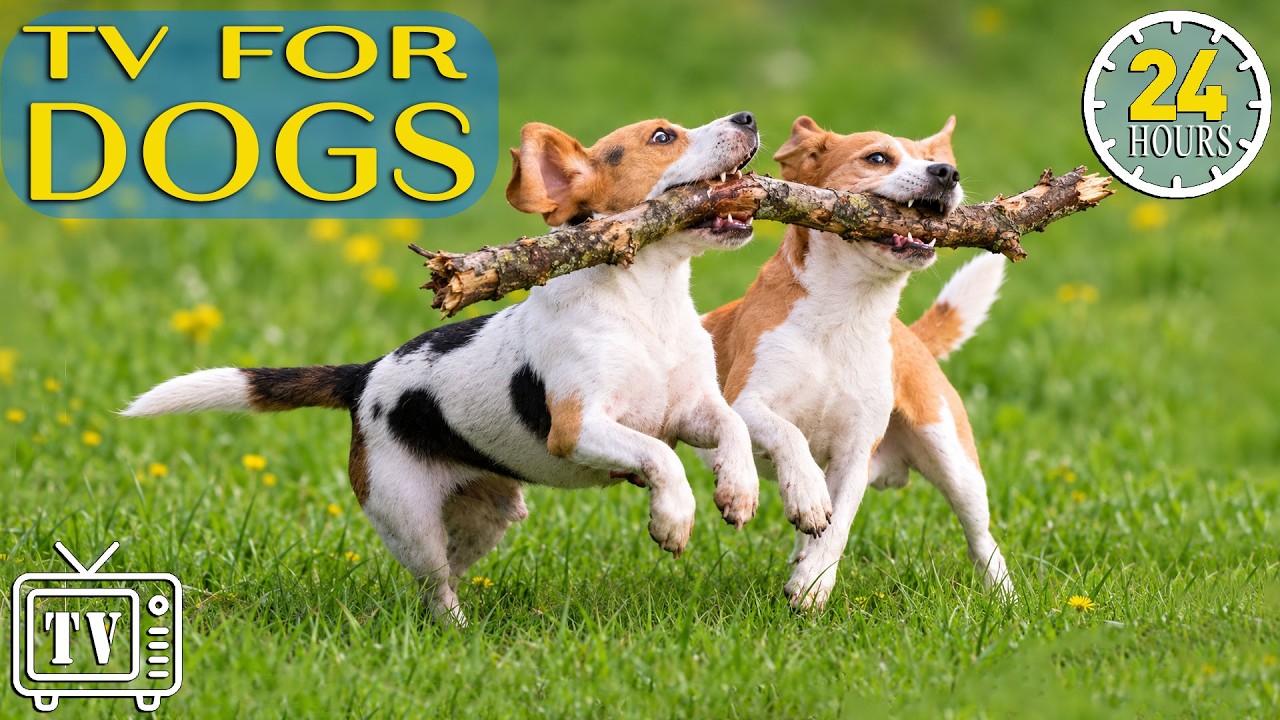 Dog TV All Day: Anti-Anxiety Music & Relaxing Videos for Dogs Home Alone | Stress Relief for Dogs