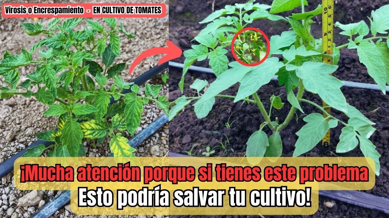 MEJORES SECRETOS para cultivar tomates sin enfermedades que expertos revelan